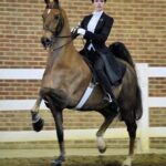 Saddlebred