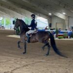 Dutch Warmblood in hunt seat